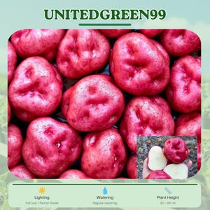 May include: Close-up of a pile of red potatoes. The potatoes are a vibrant red color with a slightly rough texture. The image includes the text "UNITEDGREEN99" at the top. The plant height is 60-90 cm.