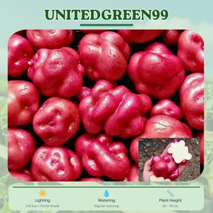 May include: Close-up of vibrant red potatoes, some whole and others cut open to reveal the white flesh. The image includes the text "UNITEDGREEN99" and information about lighting, watering, and plant height (60-90 cm).
