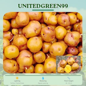May include: A close-up of a pile of yellow and brown potatoes. The image includes the text "UNITEDGREEN99" at the top. The image also includes information about lighting, watering, and plant height, which is 60-90 cm.