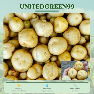 May include: A collection of freshly harvested potatoes, varying in size and shape, with a light brown skin. The image includes a close-up of potatoes held in a hand. The text "UNITEDGREEN99" is at the top.