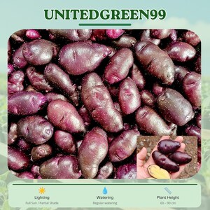 May include: A close-up image showcases a pile of purple potatoes. The potatoes have a deep purple skin and an oblong shape. The image also includes a smaller inset showing the potatoes in a person's hand, with a cross-section revealing yellow flesh. The text "UNITEDGREEN99" is at the top.