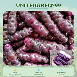 May include: Close-up of a pile of purple potatoes. The potatoes are oblong and have a textured skin. The image includes the text "UNITEDGREEN99". The image also shows the lighting, watering, and plant height information.