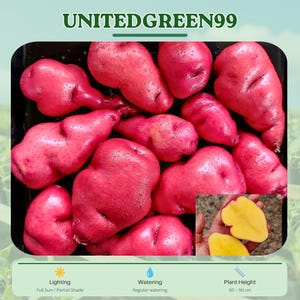 May include: A collection of vibrant red potatoes, some whole and others cut to reveal a yellow interior. The image includes text that reads "UNITEDGREEN99". The plant height is 60-90 cm.