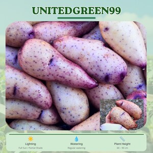 May include: Close-up of a pile of elongated potatoes with a light purple skin and small brown spots. The text "UNITEDGREEN99" is at the top. The plant height is 60-90 cm.