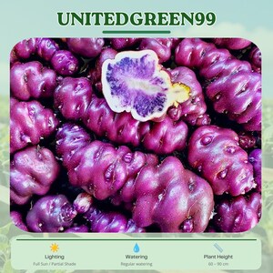 May include: Close-up of vibrant purple potatoes, one cut open to reveal a contrasting white and purple interior. The image includes the text "UNITEDGREEN99" and details on lighting, watering, and plant height (60-90 cm).