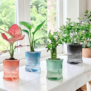 May include: Four small potted plants in ribbed glass planters. The planters are colored in translucent shades of coral, blue, green, and grey. Each plant has distinct foliage, including a pink-variegated leaf plant and a small bamboo stalk.