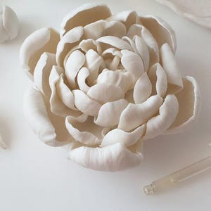 a close-up view of a white flower petal, with a dropper and a small white flower petal to the left.