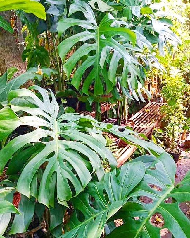 Rare monstera plant - Etsy Italia