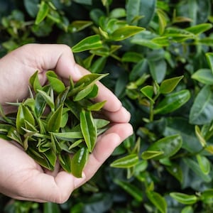 Può includere: Primo piano di foglie di tè verde fresco tenute in mani a conca, con uno sfondo di lussureggianti piante di tè verde. Le foglie sono vibranti e sane, suggerendo un raccolto di tè di alta qualità.