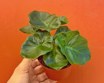 Philodendron Atom in 4 or 6 inch Pot | Indoor & Outdoor Live Tropical House plant | Easy Care Starter Plant