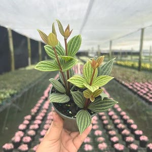 Parallel Peperomia Stilt Puteolata | Radiator Plant | Live Tropical Houseplant | Indoor Home & Office Decor | Easy Care in 4" inch Pot