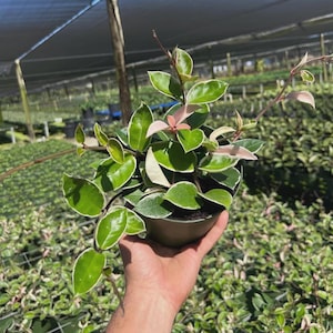 May include: A Hoya carnosa tricolor plant in a dark plastic pot featuring variegated leaves with green centers, white margins, and pink-tinted new growth. The plant has multiple stems extending outward with waxy, pointed, and ovate foliage.