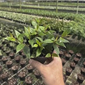 May include: A small potted plant with pointed, light green leaves featuring subtle darker green veining. The plant is held in a dark plastic nursery pot, showcasing a dense cluster of foliage with new growth emerging from the center of the stems.