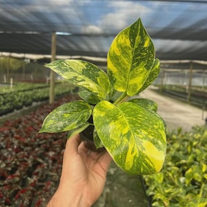 May include: A Philodendron plant in a small black plastic pot, featuring heart-shaped leaves with vibrant yellow and green variegated patterns. The foliage displays a mix of bright lime-yellow splashes and deep green sections on each leaf.