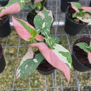 May include: A Syngonium podophyllum plant in a black plastic pot featuring variegated arrow-shaped leaves with distinct patches of bright pink, creamy white, and deep green. The foliage displays a speckled pattern and a smooth, waxy texture.