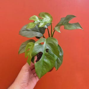 May include: A small Rhaphidophora tetrasperma plant with vibrant green, split leaves. The plant features multiple stems and distinct fenestrations on the foliage, showcasing a compact growth habit with glossy, heart-shaped leaves that have deep cuts.