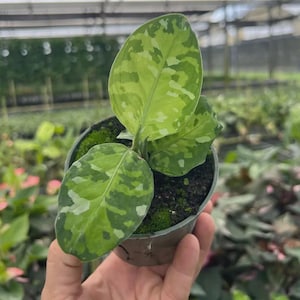 May include: A small potted plant featuring oval-shaped leaves with a variegated pattern of light green, dark green, and creamy white patches. The plant is housed in a dark plastic container filled with dark soil and small patches of green moss.