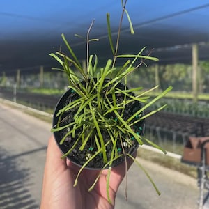 May include: A potted plant with thin, elongated, light green leaves radiating from a central base. The plant is housed in a black circular plastic container filled with dark soil, featuring small green fertilizer pellets scattered on the surface.