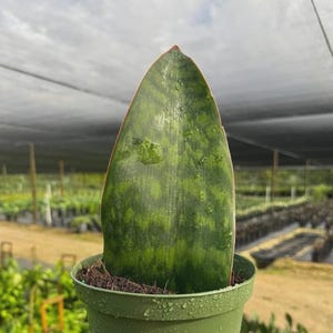 May include: A single, broad, upright snake plant leaf with variegated dark and light green horizontal banding, planted in a small, round, olive green plastic nursery pot filled with dark potting soil and visible water droplets on the surface.