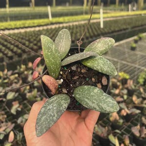 May include: A Hoya plant in a small black plastic pot with thick, succulent-like leaves that are oval-shaped, green, and covered in silver-colored speckles. Some leaves show reddish-pink tints along the edges, and thin, wiry stems extend outward.
