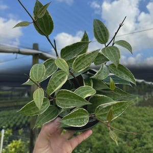 May include: A Hoya plant with variegated, pointed, ovate leaves featuring dark green centers and creamy white margins. The plant has thin, dark stems and a vining growth habit, with visible veining on the foliage and small, emerging new leaves.