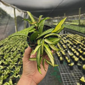 May include: A Hoya plant in a small black plastic pot featuring long, pointed, succulent-like leaves with variegated patterns of dark green centers and bright yellow margins, with visible soil and small blue fertilizer pellets on the surface.