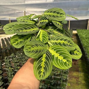 May include: A Maranta leuconeura plant featuring oval-shaped green leaves with prominent, light yellow-green central veins and dark green feathered patterns radiating outward toward the edges of each leaf, showcasing a vibrant, variegated foliage.