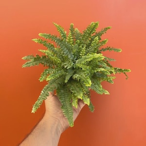 May include: A lush, vibrant green fern plant with numerous delicate, feathery fronds radiating outward from the center. The plant displays a dense cluster of pointed, serrated leaves in varying shades of bright and deep forest green foliage.