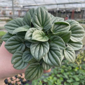 May include: A Peperomia Caperata plant with dense, heart-shaped leaves. The foliage features a distinct metallic silver-green hue with deep, textured longitudinal veins running from the base to the pointed tip of each individual leaf.