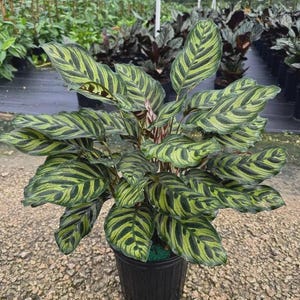 May include: A Calathea makoyana plant, also known as a peacock plant, featuring broad, oval-shaped leaves with a distinct pattern of dark green, feather-like markings on a light lime-green background, potted in a black plastic nursery container.