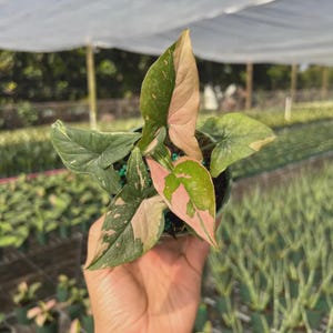 May include: A Syngonium podophyllum plant in a small plastic pot, featuring arrow-shaped leaves with variegated patterns of dark green, light green, and soft pink. The foliage displays distinct color blocks and speckles across the leaf surfaces.