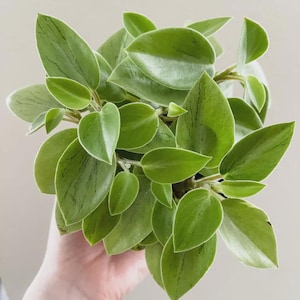 May include: A Peperomia plant featuring numerous heart-shaped, light green leaves with subtle, darker green vein patterns. The foliage is smooth and glossy, arranged in a dense, bushy cluster that radiates outward from the center of the plant.