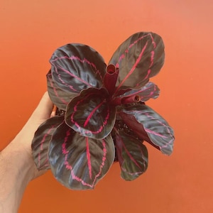 May include: A Calathea plant featuring dark, deep purple to black oval-shaped leaves with prominent, vibrant hot pink veins running along the center and edges of each leaf. The plant has a dense, bushy growth pattern with multiple stems.