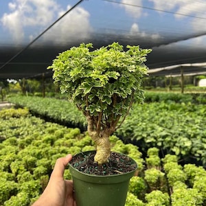 May include: A small potted plant with a thick, textured, light brown trunk and dense, ruffled green leaves featuring white variegated edges. The plant is housed in a simple, solid green plastic container filled with dark soil and small green pellets.