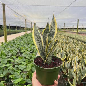 May include: A snake plant with upright, sword-shaped leaves featuring dark green horizontal bands and distinct yellow margins. The plant is potted in a simple green plastic container filled with dark brown soil, showcasing a variegated pattern.