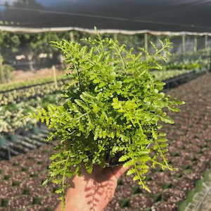 May include: A vibrant, light green fern plant with delicate, finely divided fronds. The plant features numerous small, pointed leaflets that create a dense, bushy appearance, showcasing a bright, fresh color throughout the foliage.