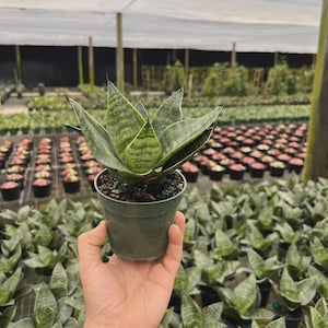 May include: A Sansevieria plant with pointed, variegated green and silver leaves arranged in a rosette pattern, potted in a small, plain dark green plastic container. The plant features distinct horizontal banding across its foliage.