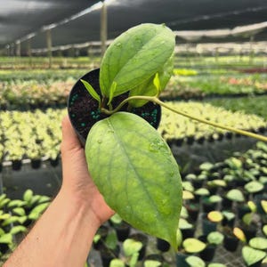 May include: A Hoya plant in a black plastic pot with large, light green, ovate leaves featuring prominent veining and a textured surface. The plant has a thin, light-colored stem and small, bright green new growth emerging from the dark soil.