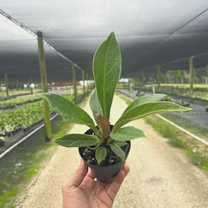 May include: A small potted plant featuring elongated, pointed green leaves with prominent veins. The plant is housed in a black plastic nursery pot, showcasing a central upright leaf and several smaller, spreading leaves with a smooth texture.