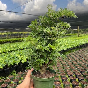 May include: A Polyscias fruticosa, commonly known as a Ming Aralia, planted in a green plastic pot. The plant features dense, finely divided, bright green foliage with a woody, textured stem, showcasing a bushy and upright growth habit.