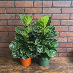 May include: Two fiddle leaf fig plants with large, glossy, dark green, violin-shaped leaves. One plant is potted in a solid orange plastic container, and the other is potted in a solid green plastic container, both featuring visible soil.
