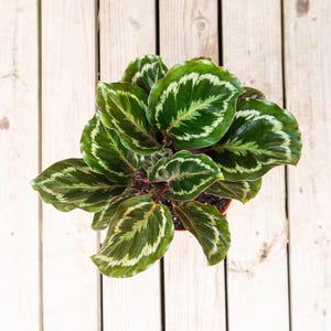 May include: A Calathea plant with broad, oval-shaped leaves featuring a deep green base color and prominent, feathery white or light green variegation patterns radiating from the center toward the wavy, ruffled edges of each individual leaf.
