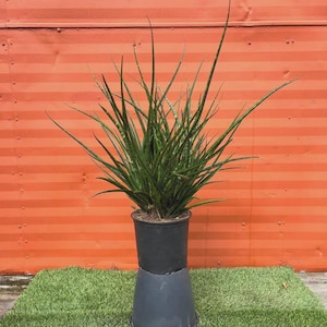 May include: A Sansevieria plant with long, slender, dark green, pointed leaves featuring subtle horizontal banding. The plant is potted in a black plastic container that is stacked on top of an inverted black plastic pot for added height.