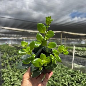 May include: A small potted plant with vibrant, glossy, lime-green leaves arranged in pairs along upright stems. The foliage is smooth and rounded, featuring a bright, light-reflecting surface. The plant is contained in a dark, circular nursery pot.