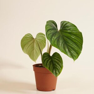 May include: A Philodendron gloriosum plant in a terracotta-colored plastic pot. The plant features three heart-shaped leaves with prominent, light-colored veins and a velvety texture. The largest leaf is dark green, while the others are lighter.