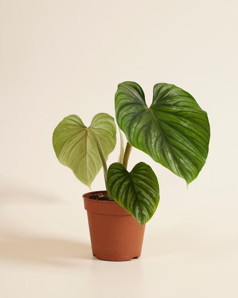 May include: A Philodendron gloriosum plant in a terracotta-colored plastic pot. The plant features three heart-shaped leaves with prominent, light-colored veins and a velvety texture. The largest leaf is dark green, while the others are lighter.