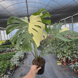 Variegated Monstera | Large Thai Constellation | Mature Fenestration Split Leaf | Live House plant | NOT A CUTTING | Rooted in 4" and 6" Pot