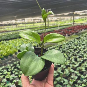 May include: A Hoya plant in a small black plastic pot with thick, waxy, light green leaves. The plant features a central stem extending upward with a new leaf growth at the top, and the foliage displays visible veins and a smooth, rounded shape.