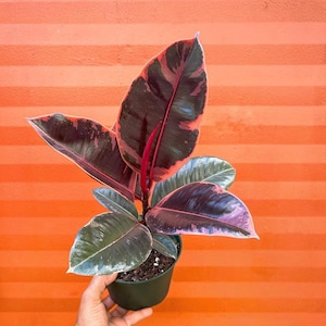 May include: A Ficus elastica Ruby plant in a dark green plastic pot. The plant features broad, glossy, oval-shaped leaves with a deep burgundy and dark green center, accented by vibrant pink and cream-colored variegated margins and edges.