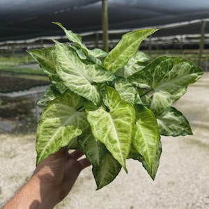 May include: A Syngonium plant featuring arrow-shaped leaves with a variegated pattern of light lime green and creamy white. The foliage is dense and pointed, displaying a mix of bright green veins and lighter, mottled patches across the surface.